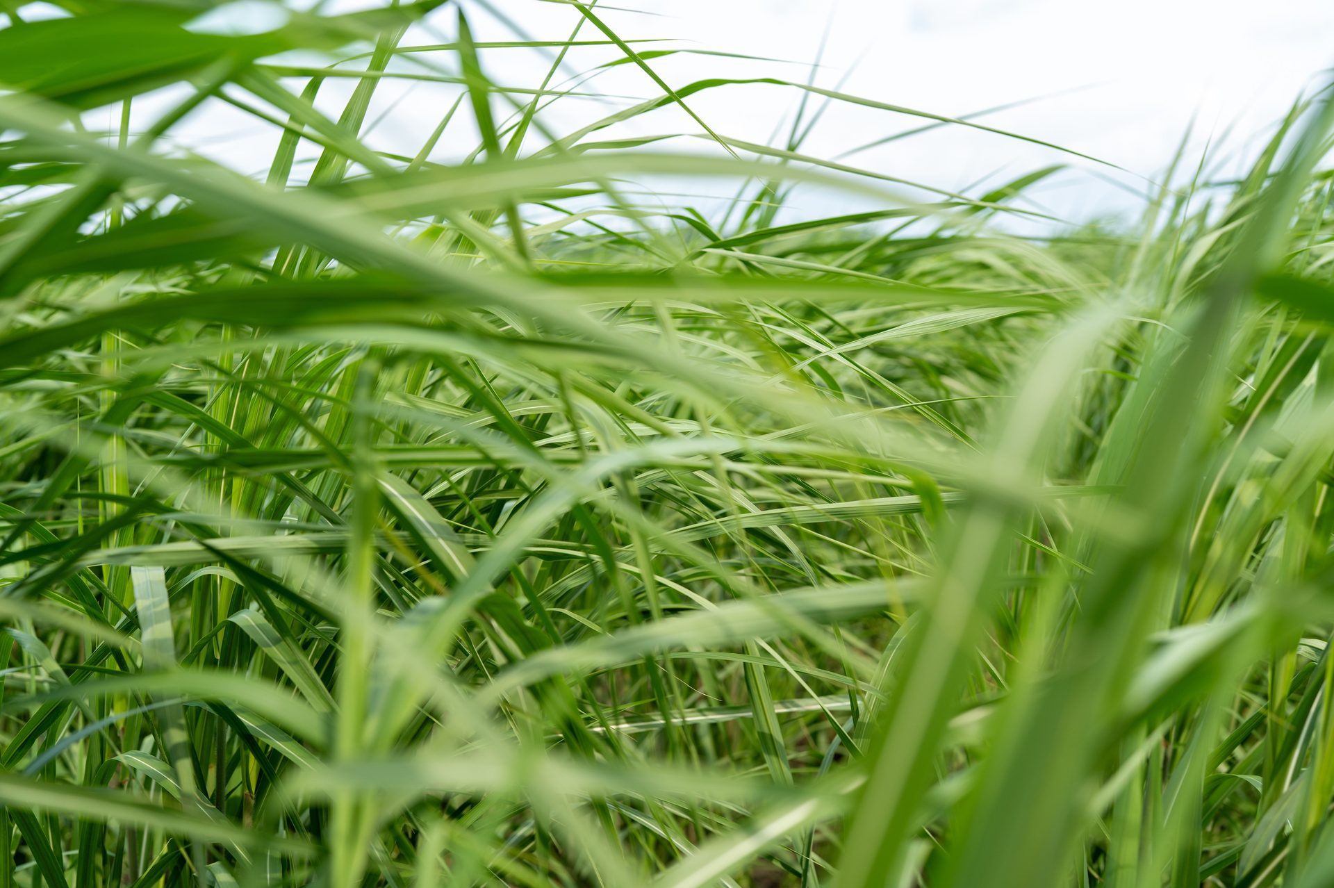 Field of Miscanthus